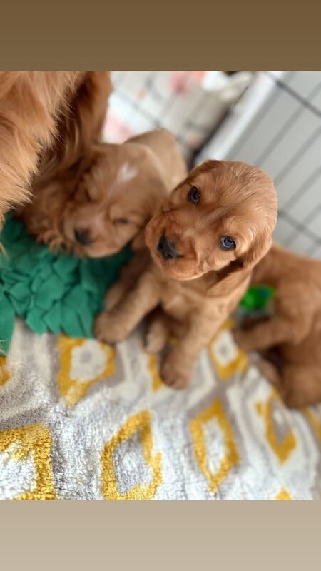 Cocker Spaniel puppies for sale in Marchwood, Hampshire – 5 weeks old