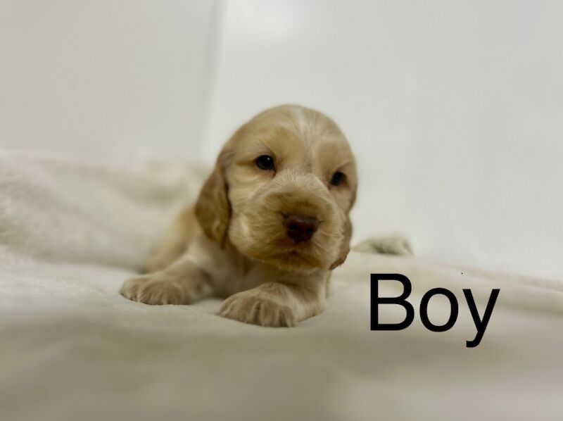 Cocker Spaniel puppies for sale in Wisbech, Cambridgeshire – KC registered, 7 weeks old - Image 2 of 4