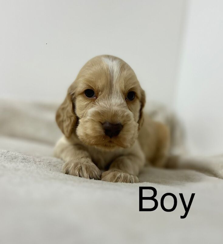 Cocker Spaniel puppies for sale in Wisbech, Cambridgeshire – KC registered, 7 weeks old - Image 3 of 4