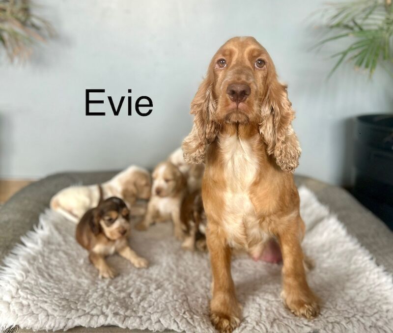 Cocker Spaniel puppies for sale in Wisbech, Cambridgeshire – KC registered, 7 weeks old - Image 4 of 4