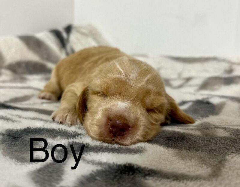 Cocker Spaniel puppies for sale in Wisbech, Cambridgeshire – KC registered, 3 weeks old - Image 2 of 4