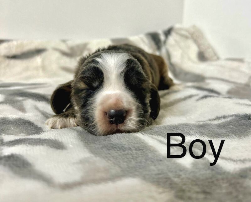 Cocker Spaniel puppies for sale in Wisbech, Cambridgeshire – KC registered, 3 weeks old - Image 3 of 4
