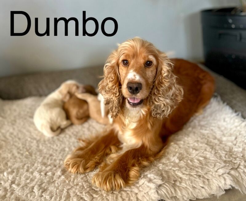 Cocker Spaniel puppies for sale in Wisbech, Cambridgeshire – KC registered, 3 weeks old - Image 4 of 4