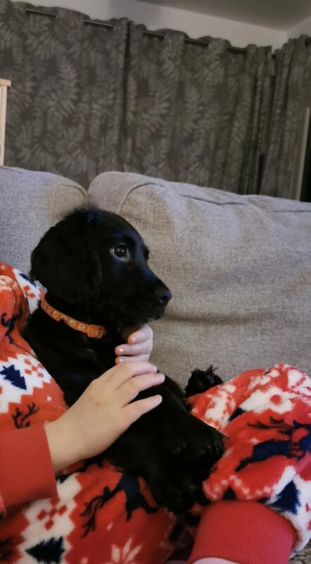 3 month old cocker spaniel female for sale in Ashford, Kent