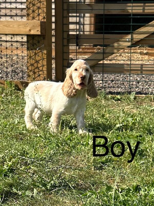 Cocker Spaniel puppies for sale in Wisbech, Cambridgeshire – KC registered, 9 weeks old