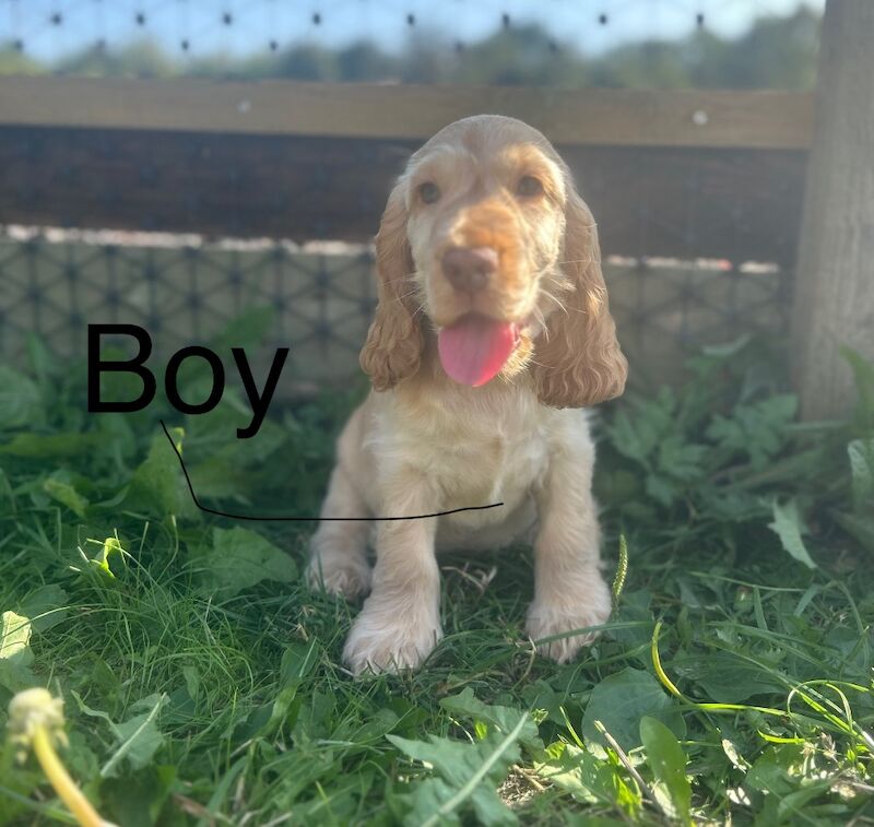 Cocker Spaniel puppies for sale in Wisbech, Cambridgeshire – KC registered, 9 weeks old - Image 2 of 4