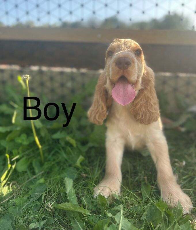 Cocker Spaniel puppies for sale in Wisbech, Cambridgeshire – KC registered, 9 weeks old - Image 3 of 4