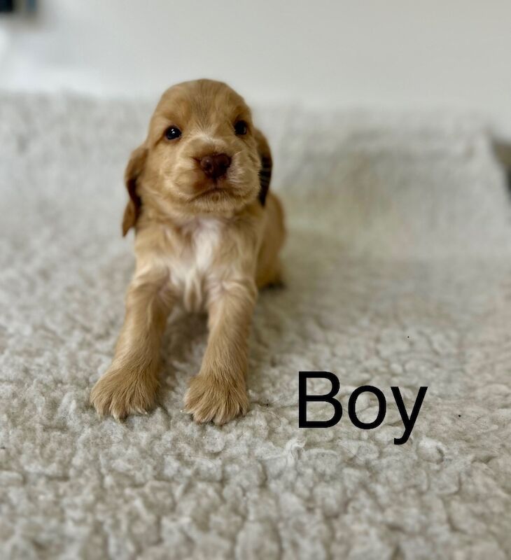 Cocker Spaniel puppies for sale in Wisbech, Cambridgeshire – KC registered, 1 day old - Image 3 of 4