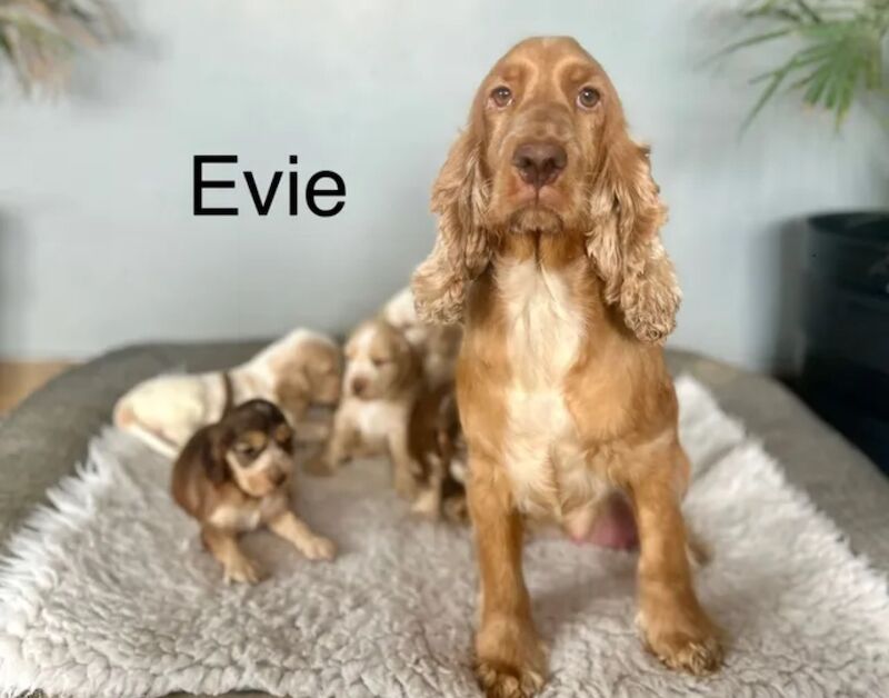 Cocker Spaniel puppies for sale in Wisbech, Cambridgeshire – KC registered, 7 weeks old