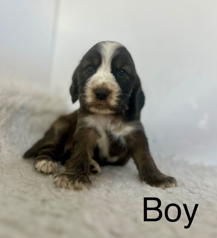 Cocker Spaniel puppies for sale in Wisbech Cambridgeshire – KC registered, 5 weeks old