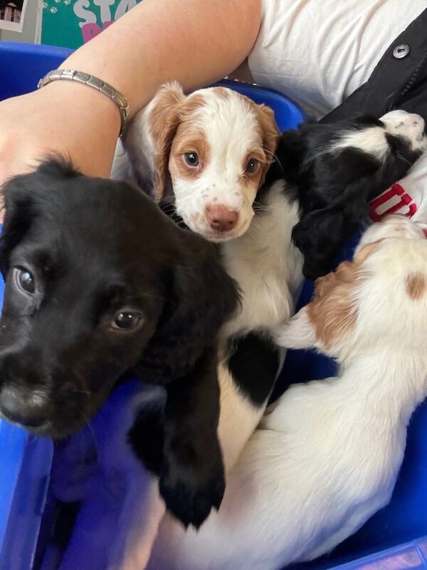 3 working cocker spaniels looking for their forever homes for sale in Perth, Perth and Kinross - Image 1