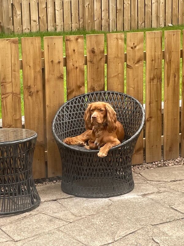 3 year old male cocker spaniel for sale in Highland Boath, Nairn