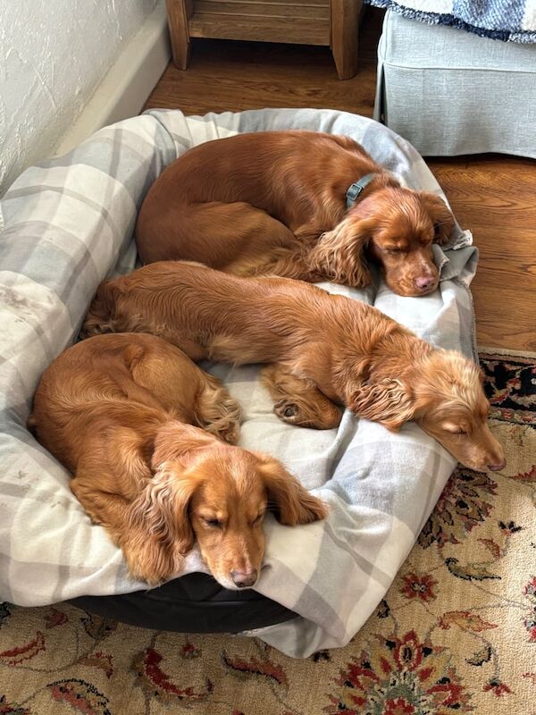 3 year old male cocker spaniel for sale in Highland Boath, Nairn | Image 2