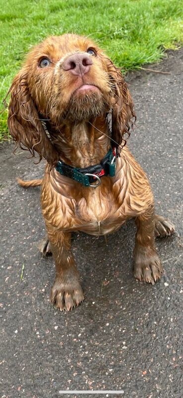 3 year old male cocker spaniel for sale in Highland Boath, Nairn | Image 3