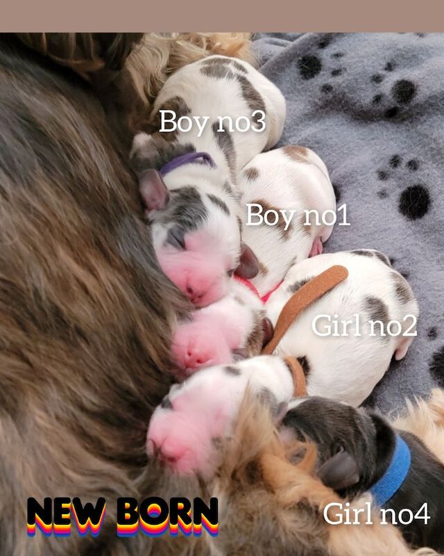 3of4 Stunning Blue Roan Sable Cocker Spaniel Puppies for Sale! 2 Boys , 1 Girl for sale in Wolverhampton, West Midlands