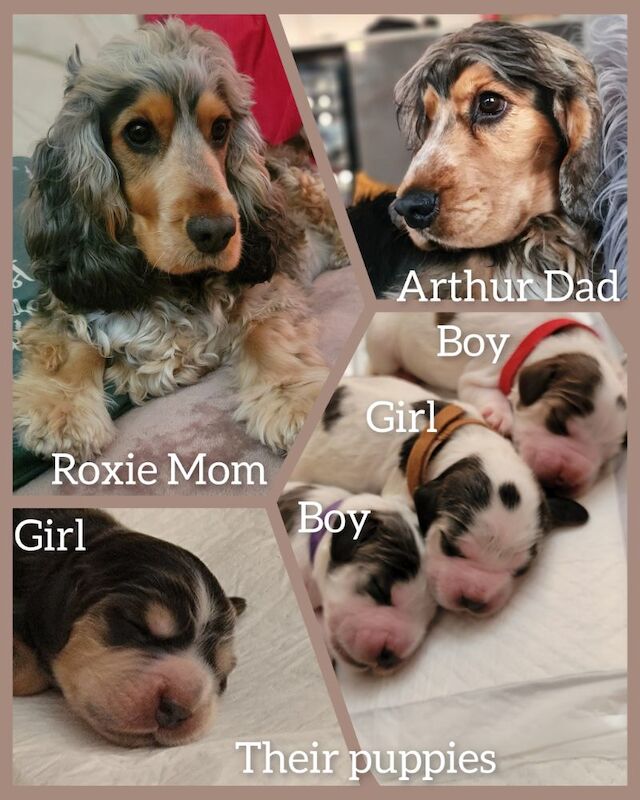3of4 Stunning Blue Roan Sable Cocker Spaniel Puppies for Sale! 2 Boys , 1 Girl for sale in Wolverhampton, West Midlands | Image 2