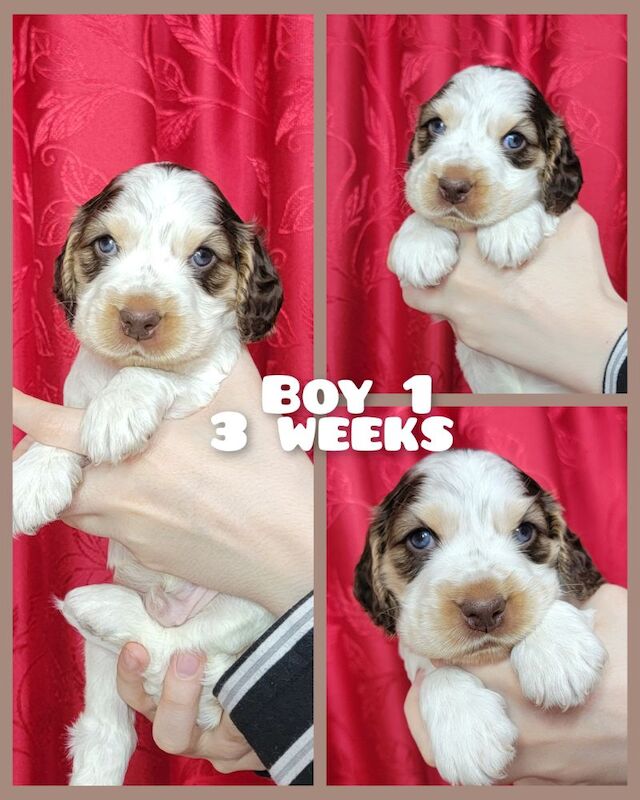 3of4 Stunning Blue Roan Sable Cocker Spaniel Puppies for Sale! 2 Boys , 1 Girl - Image 2 of 9