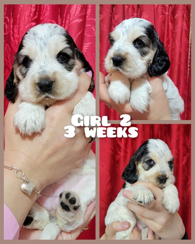 3of4 Stunning Blue Roan Sable Cocker Spaniel Puppies for Sale! 2 Boys , 1 Girl - Image 3 of 9