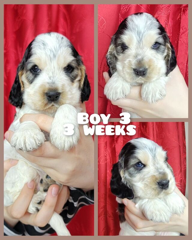 3of4 Stunning Blue Roan Sable Cocker Spaniel Puppies for Sale! 2 Boys , 1 Girl - Image 4 of 9