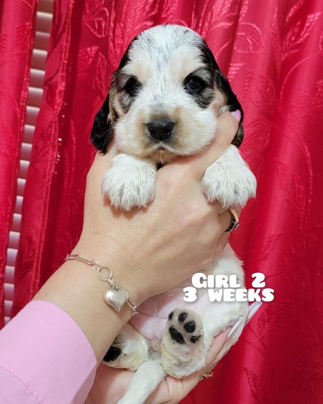 3of4 Stunning Blue Roan Sable Cocker Spaniel Puppies for Sale! 2 Boys , 1 Girl - Image 5 of 9