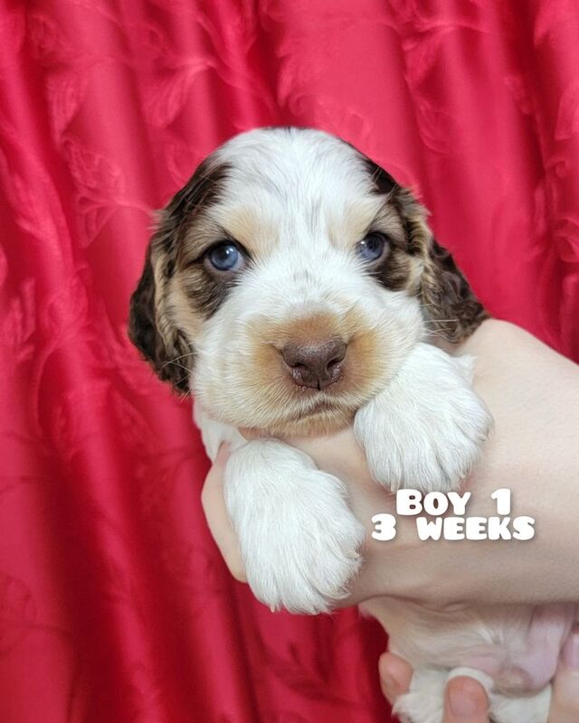 3of4 Stunning Blue Roan Sable Cocker Spaniel Puppies for Sale! 2 Boys , 1 Girl - Image 6 of 9