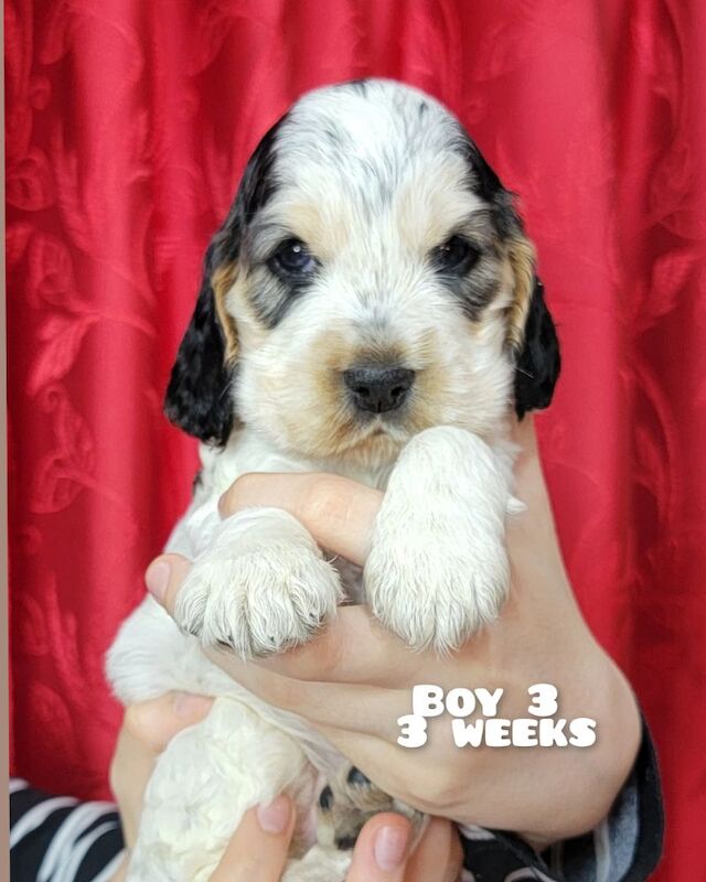 3of4 Stunning Blue Roan Sable Cocker Spaniel Puppies for Sale! 2 Boys , 1 Girl - Image 7 of 9