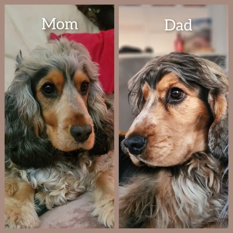 3of4 Stunning Blue Roan Sable Cocker Spaniel Puppies for Sale! 2 Boys , 1 Girl - Image 8 of 9