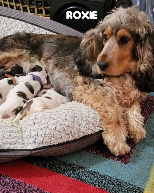 3of4 Stunning Blue Roan Sable Cocker Spaniel Puppies for Sale! 2 Boys , 1 Girl - Image 9 of 9