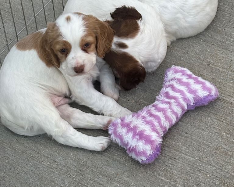 Cocker Spaniel Puppies For Sale
