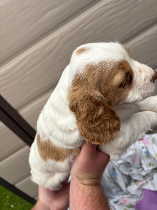 3x Beautiful Cocker Spaniel - Image 2 of 4