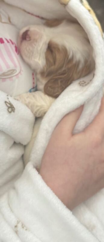 3x Beautiful Cocker Spaniel - Image 3 of 4