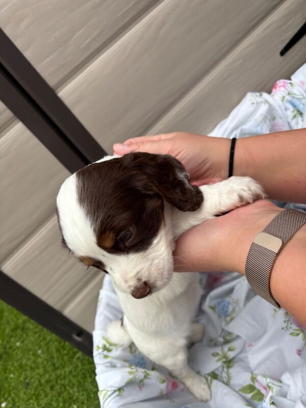 3x Beautiful Cocker Spaniel - Image 4 of 4