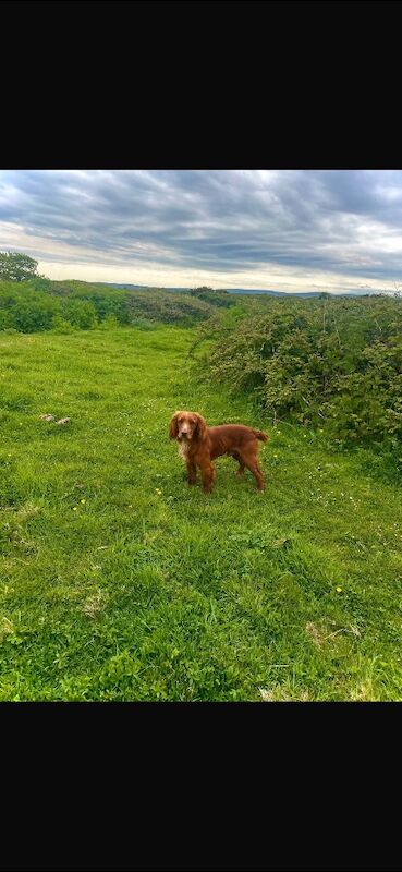 Cocker Spaniel puppies for sale in Lymington, Hampshire – KC registered, 3 years old - Image 2 of 3