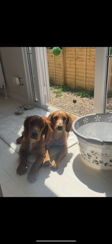 Cocker Spaniel puppies for sale in Lymington, Hampshire – KC registered, 3 years old - Image 3 of 3