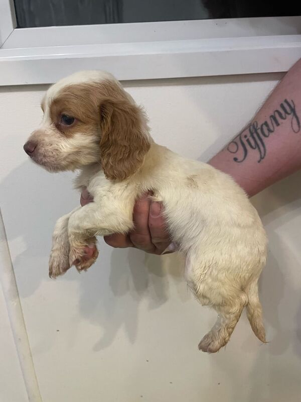 4 beautiful cocker spaniel pups for sale 2 boys 2 girls ready to go to there forever home for sale in Dorchester, Dorset
