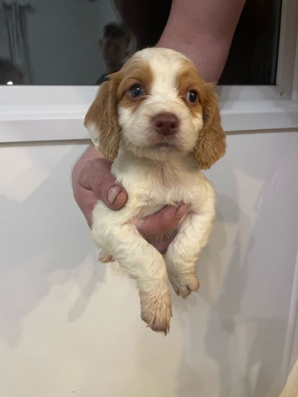 Cocker Spaniel puppies for sale in Dorchester, Dorset – 11 months old - Image 2 of 3