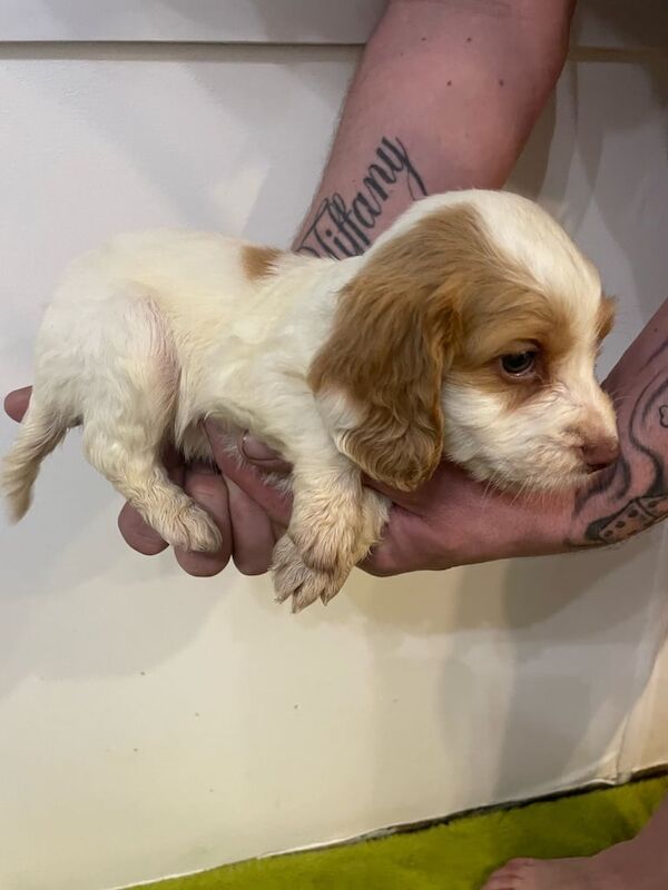 4 beautiful cocker spaniel pups for sale 2 boys 2 girls ready to go to there forever home for sale in Dorchester, Dorset - Image 3