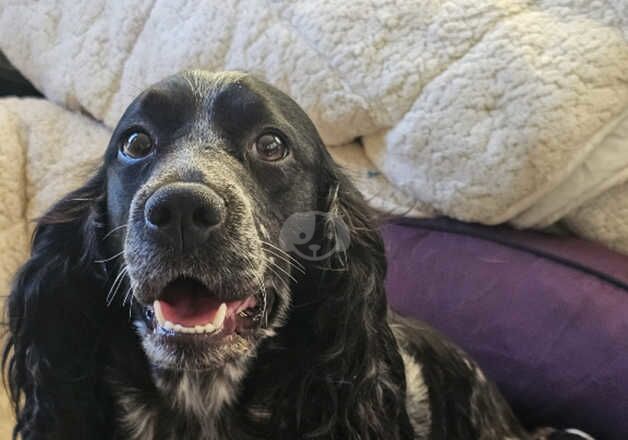 Cocker Spaniel puppies for sale in Reading, Berkshire – 1 year old - Image 1 of 5