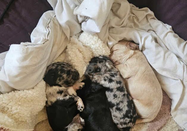 Cocker Spaniel puppies for sale in Reading, Berkshire – 1 year old - Image 2 of 5