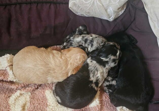 Cocker Spaniel puppies for sale in Reading, Berkshire – 1 year old - Image 4 of 5