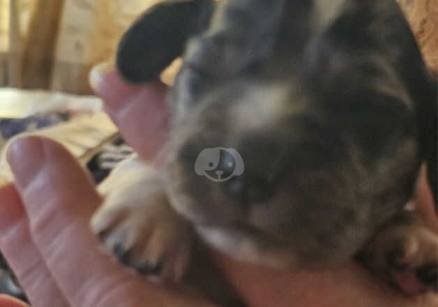 Cocker Spaniel puppies for sale in Reading, Berkshire – 1 year old - Image 5 of 5