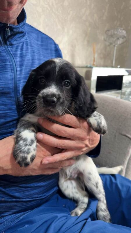 4 beautifull sprocker pups - Image 2 of 5