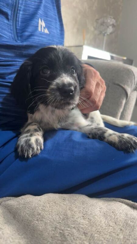 4 beautifull sprocker pups - Image 3 of 5