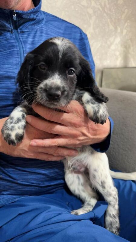 4 beautifull sprocker pups - Image 4 of 5