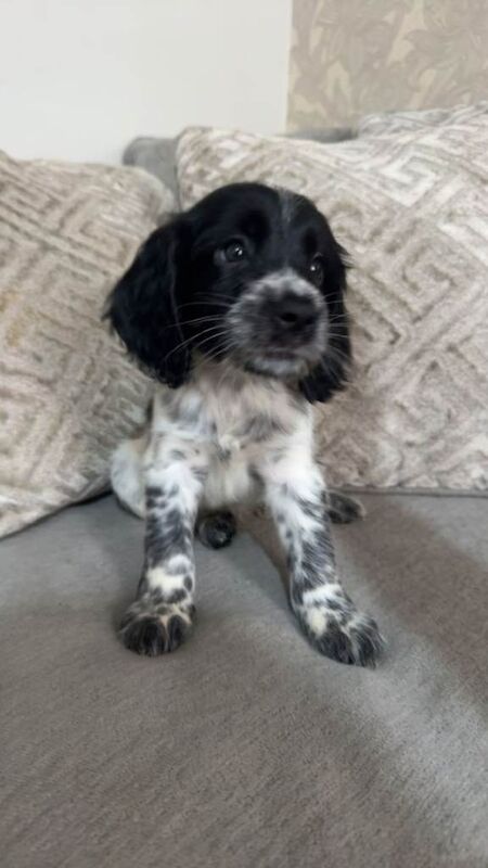 4 beautifull sprocker pups - Image 5 of 5