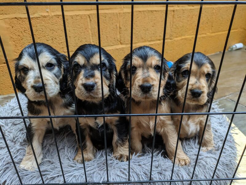 Cocker Spaniel puppies for sale in Leeds, West Yorkshire – 1 year old - Image 7 of 8