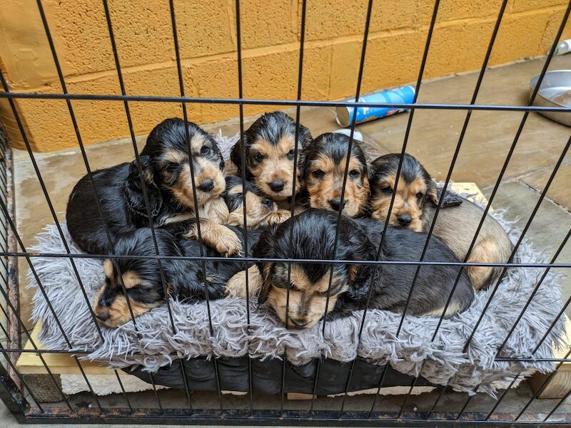 Cocker Spaniel puppies for sale in Leeds, West Yorkshire – 1 year old - Image 8 of 8