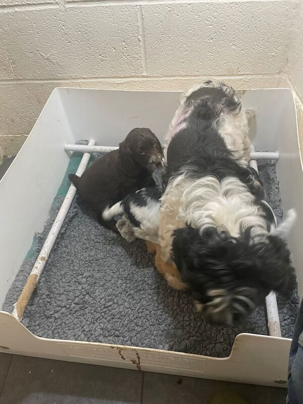 Cocker Spaniel puppies for sale in Wellington, Somerset – 7 weeks old
