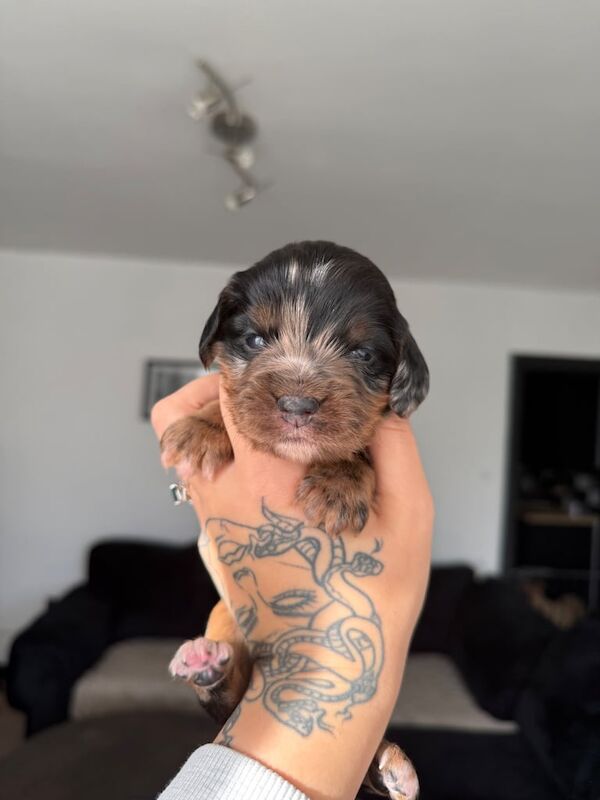 Cocker Spaniel puppies for sale in Hebburn, Tyne and Wear – 2 weeks old