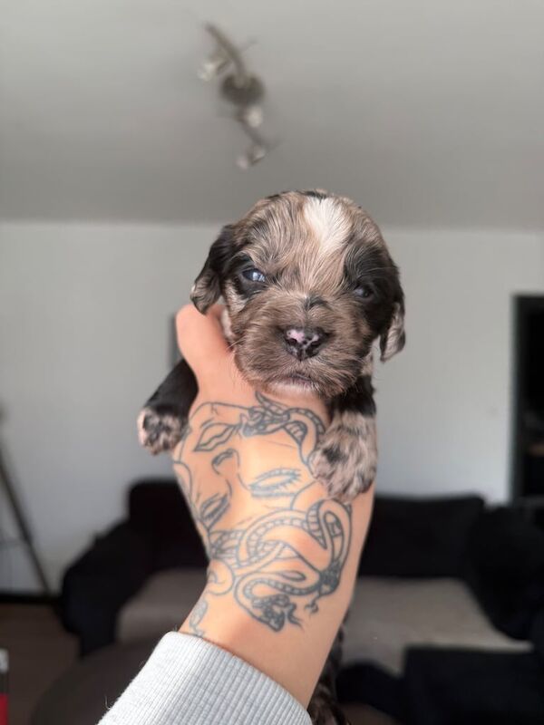 Cocker Spaniel puppies for sale in Hebburn, Tyne and Wear – 4 weeks old - Image 2 of 3